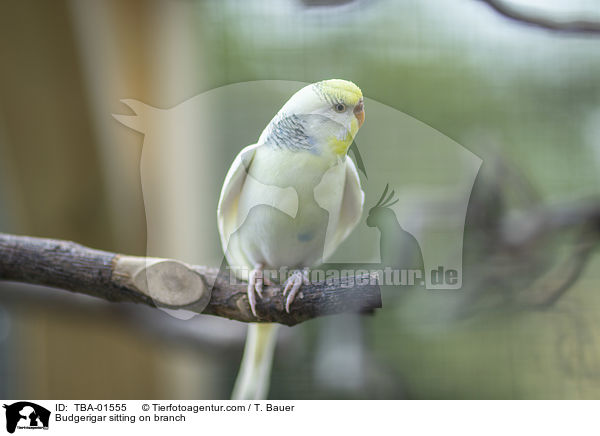 Budgerigar sitting on branch / TBA-01555