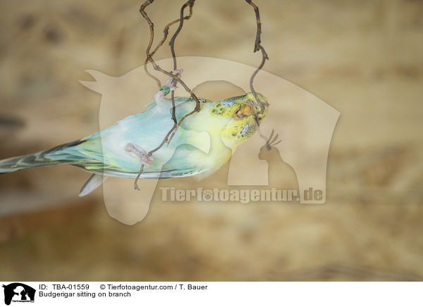 Wellensittich sitzt auf Ast / Budgerigar sitting on branch / TBA-01559