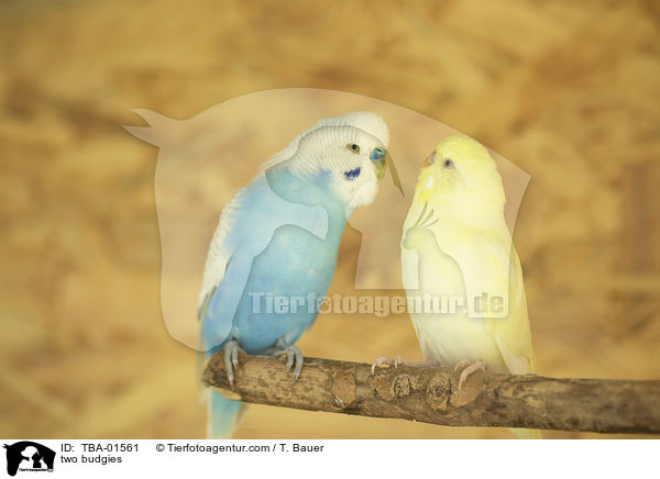 two budgies / TBA-01561