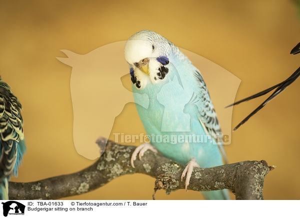 Budgerigar sitting on branch / TBA-01633