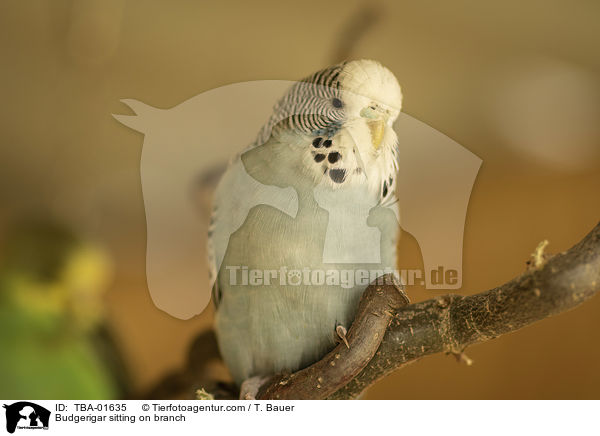 Wellensittich sitzt auf Ast / Budgerigar sitting on branch / TBA-01635