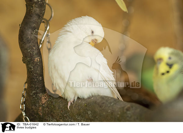 three budgies / TBA-01642