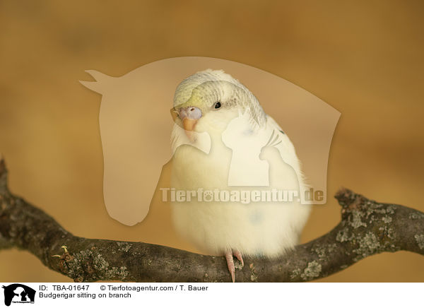 Budgerigar sitting on branch / TBA-01647