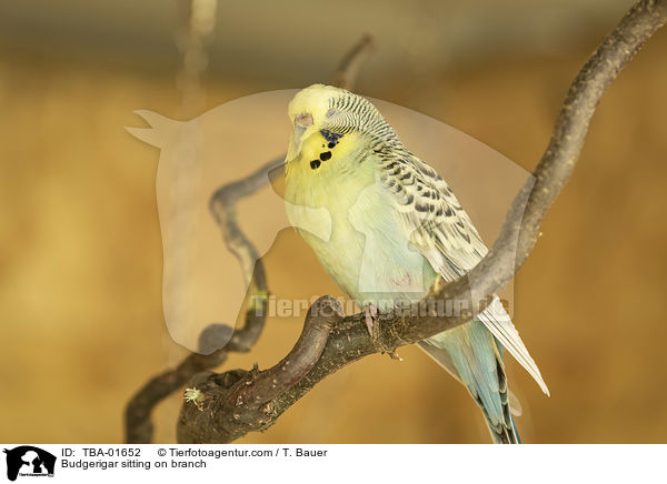 Budgerigar sitting on branch / TBA-01652