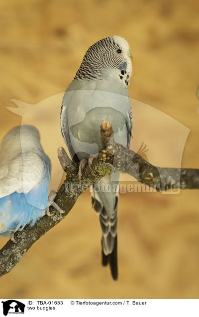 two budgies / TBA-01653