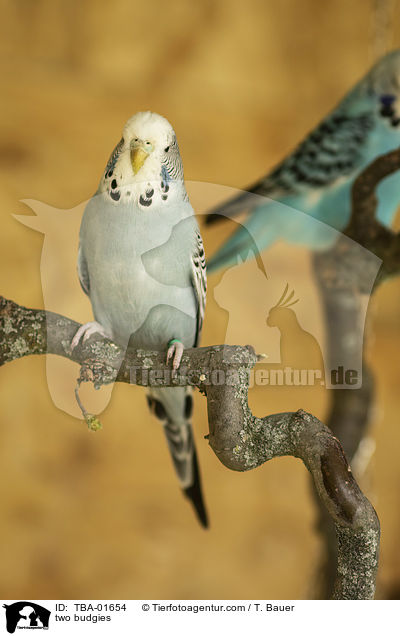 two budgies / TBA-01654