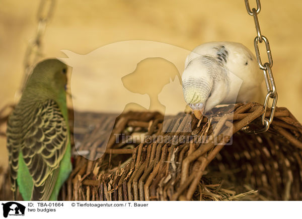 two budgies / TBA-01664