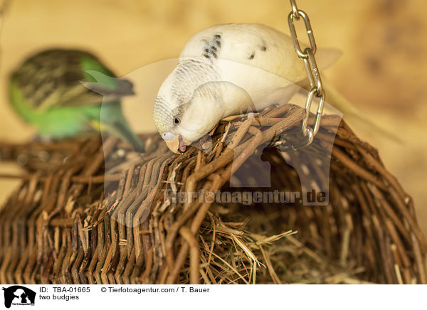 two budgies / TBA-01665