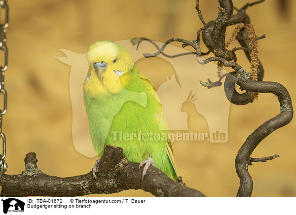 Wellensittich sitzt auf Ast / Budgerigar sitting on branch / TBA-01672