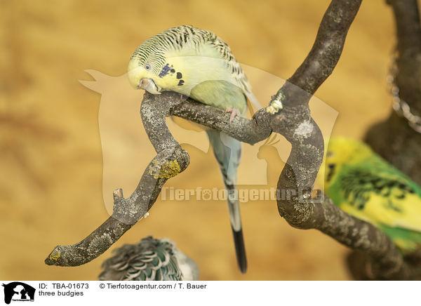 drei Wellensittiche / three budgies / TBA-01673