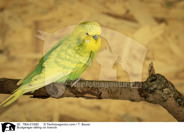 Budgerigar sitting on branch / TBA-01680