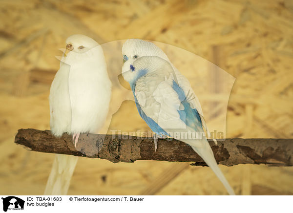 zwei Wellensittiche / two budgies / TBA-01683