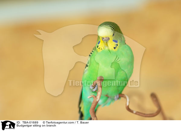 Budgerigar sitting on branch / TBA-01689