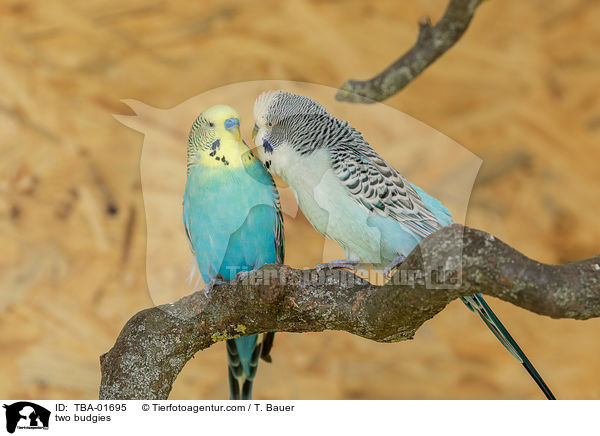 zwei Wellensittiche / two budgies / TBA-01695