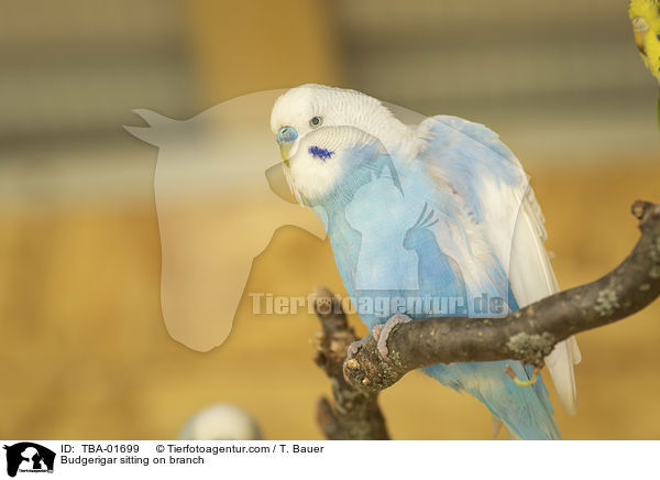 Wellensittich sitzt auf Ast / Budgerigar sitting on branch / TBA-01699