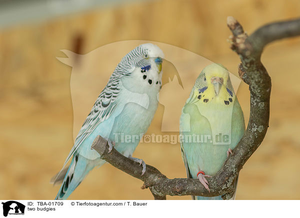 zwei Wellensittiche / two budgies / TBA-01709