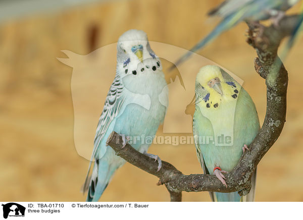 drei Wellensittiche / three budgies / TBA-01710