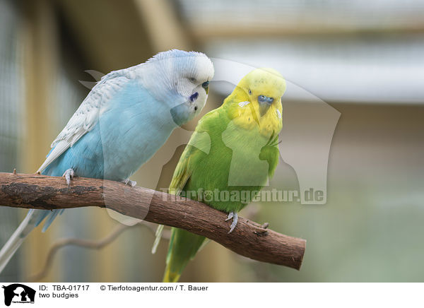 zwei Wellensittiche / two budgies / TBA-01717