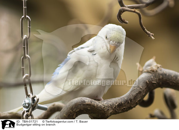 Wellensittich sitzt auf Ast / Budgerigar sitting on branch / TBA-01721