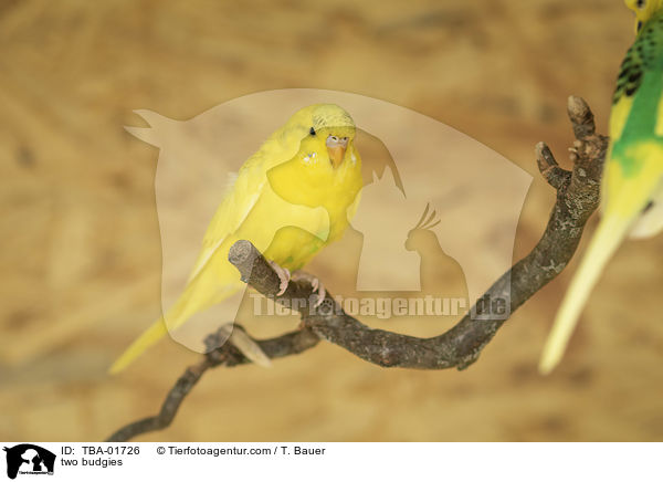 zwei Wellensittiche / two budgies / TBA-01726