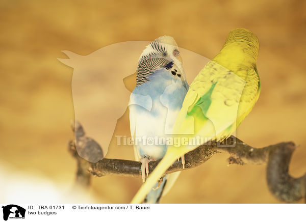 two budgies / TBA-01731