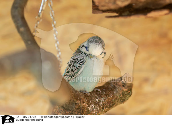 Wellensittich putzt sich / Budgerigar preening / TBA-01734