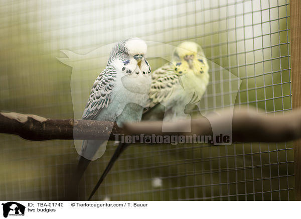 zwei Wellensittiche / two budgies / TBA-01740