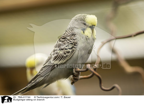 Budgerigar sitting on branch / TBA-01744