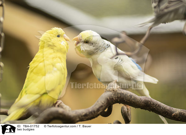 zwei Wellensittiche / two budgies / TBA-01752