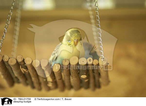 sleeping budgie / TBA-01756