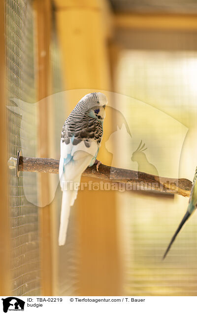 budgie / TBA-02219