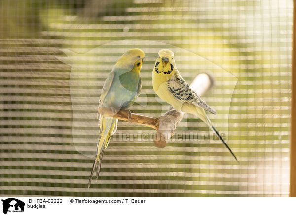 Wellensittiche / budgies / TBA-02222