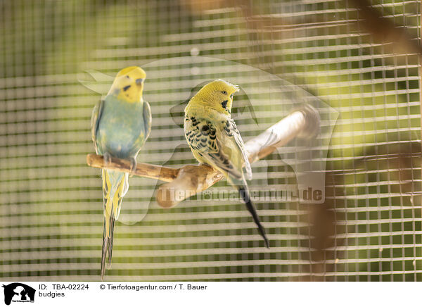 Wellensittiche / budgies / TBA-02224