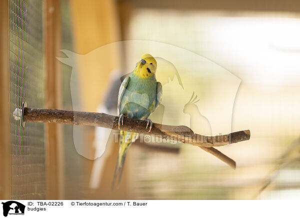 Wellensittiche / budgies / TBA-02226