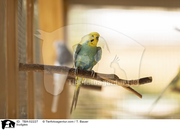 budgies / TBA-02227