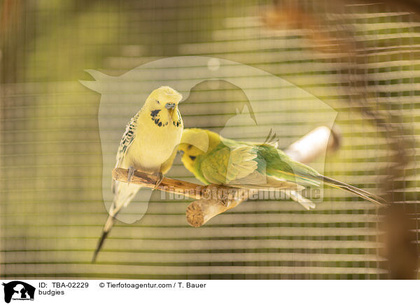 Wellensittiche / budgies / TBA-02229