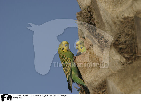 budgies / JM-18381