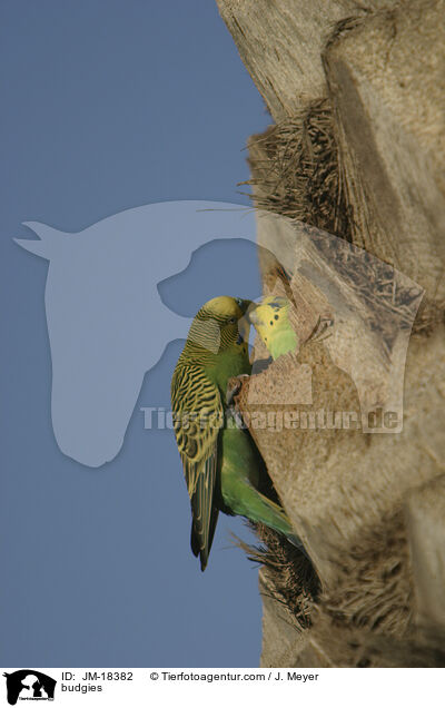 Wellensittiche / budgies / JM-18382