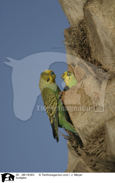 Wellensittiche / budgies / JM-18383