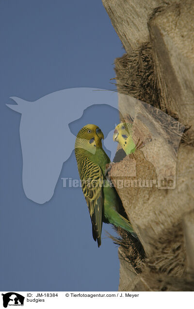 Wellensittiche / budgies / JM-18384