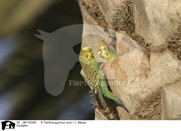 Wellensittiche / budgies / JM-18389