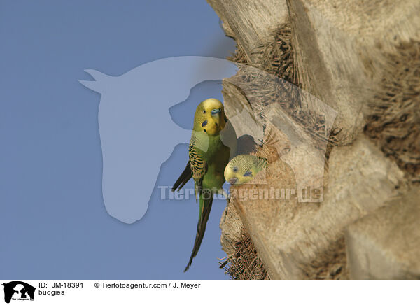 Wellensittiche / budgies / JM-18391