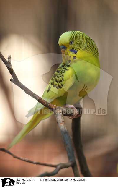 budgie / HL-03741