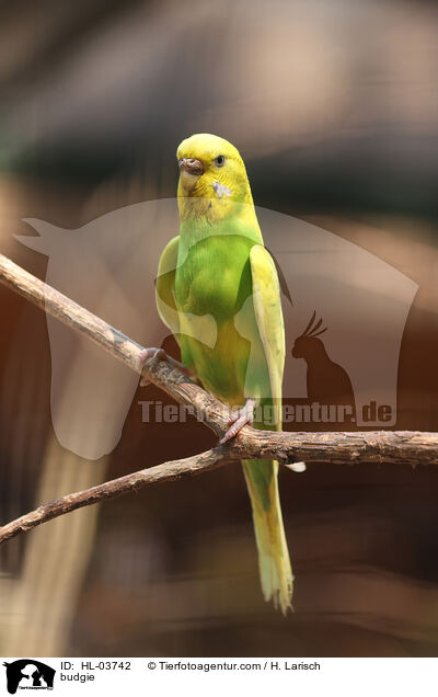 Wellensittich / budgie / HL-03742