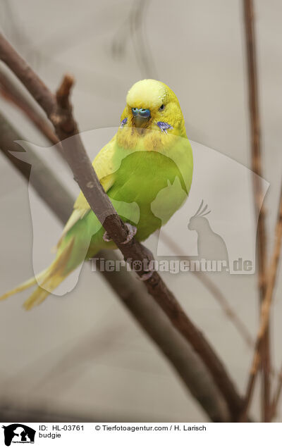 Wellensittich / budgie / HL-03761