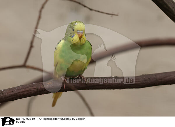 budgie / HL-03819