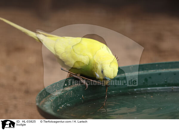 budgie / HL-03825