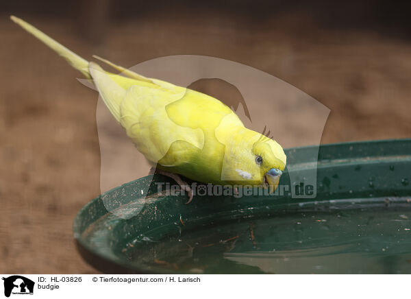 Wellensittich / budgie / HL-03826