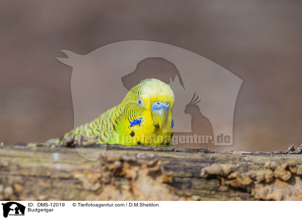 Wellensittich / Budgerigar / DMS-12019