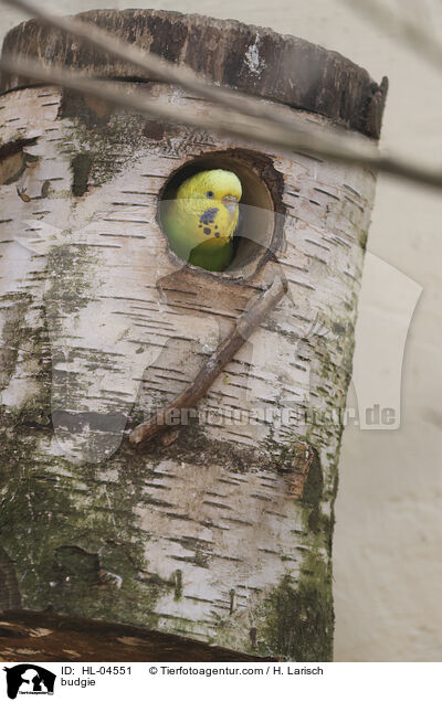 Wellensittich / budgie / HL-04551